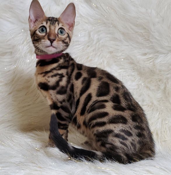 Bengal Cats For Sale - Reputable Breeders Near You – Purebred Kitties